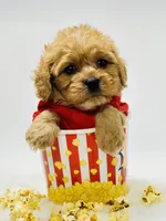 Bentley 💙, a male Cavapoo for sale in Pearson, GA – 6 of 7