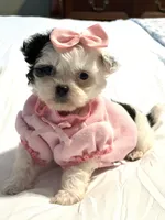 Tiny Lacy 🩷, a female Shihpoo for sale in Pearson, GA – 5 of 10