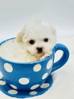 Tiny Teddy 💙, a male Shihpoo for sale in Pearson, GA – 7 of 7