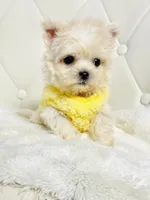 Harper 💙, a male Shihpoo for sale in Pearson, GA – 7 of 8