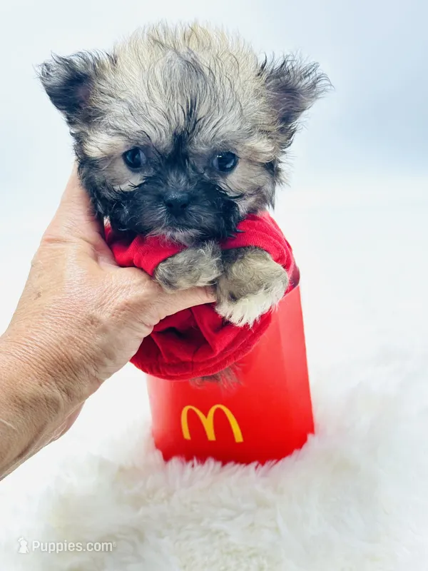 Xx Tiny Boy 💙 – Shihpoo puppy for sale in Pearson, GA