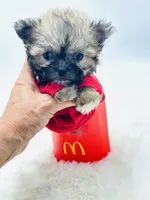 Xx Tiny Boy 💙, a male Shihpoo for sale in Pearson, GA – 1 of 5