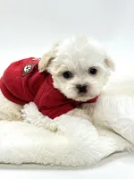 Tiny Teddy 💙, a male Shihpoo for sale in Pearson, GA – 5 of 7