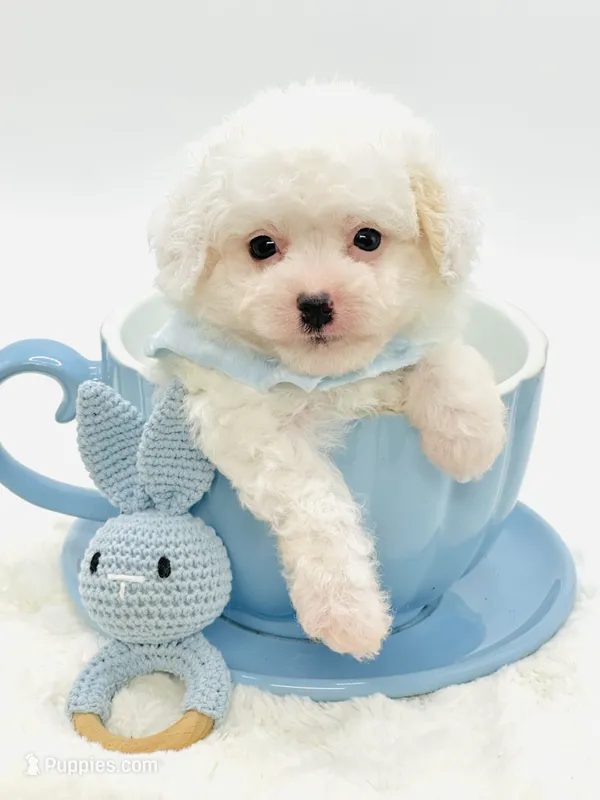 Bailey Boy 💙 – Maltipoo puppy for sale in Pearson, GA