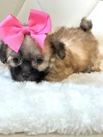 Sassy 🎀, a female Shihpoo for sale in Pearson, GA – 6 of 7