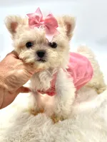 Super Tiny Girl 🎀, a female Shihpoo for sale in Pearson, GA – 5 of 8