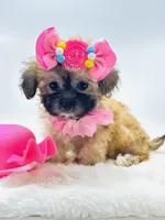 Tiny Girl 🎀, a female Shihpoo for sale in Pearson, GA – 5 of 9