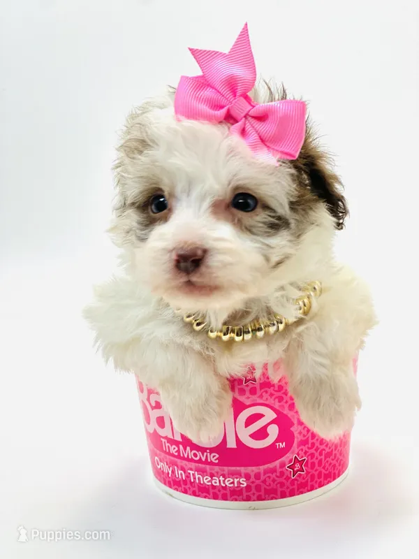 X Tiny Merle girl 🩷 – Poodle - Toy , Miniature Aussiedoodle puppy for sale in Pearson, GA