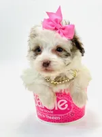 X Tiny Merle girl 🩷, a female Poodle - Toy  and Miniature Aussiedoodle for sale in Pearson, GA – Photo 1 of 10