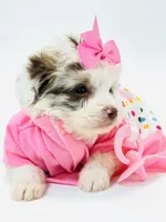 X Tiny Merle girl 🩷, a female Poodle - Toy  and Miniature Aussiedoodle for sale in Pearson, GA – Photo 5 of 10