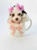 X Tiny Merle girl 🩷, a female Poodle - Toy  and Miniature Aussiedoodle for sale in Pearson, GA – Photo 10 of 10