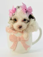 X Tiny Merle girl 🩷, a female Poodle - Toy  and Miniature Aussiedoodle for sale in Pearson, GA – Photo 3 of 10