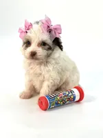 X Tiny Merle girl 🩷, a female Poodle - Toy  and Miniature Aussiedoodle for sale in Pearson, GA – Photo 8 of 10