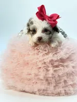 X Tiny Merle girl 🩷, a female Poodle - Toy  and Miniature Aussiedoodle for sale in Pearson, GA – Photo 9 of 10