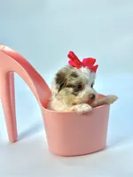 X Tiny Merle girl 🩷, a female Poodle - Toy  and Miniature Aussiedoodle for sale in Pearson, GA – Photo 7 of 10