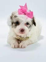 X Tiny Merle girl 🩷, a female Poodle - Toy  and Miniature Aussiedoodle for sale in Pearson, GA – Photo 4 of 10