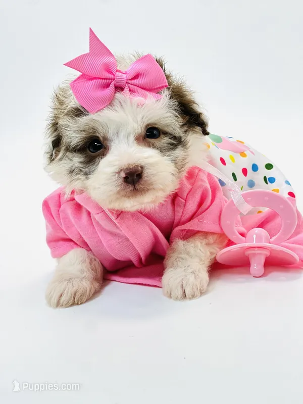 X Tiny Merle girl 🩷 – Poodle - Toy , Miniature Aussiedoodle puppy for sale in Pearson, GA