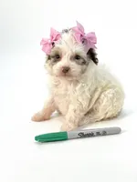 X Tiny Merle girl 🩷, a female Poodle - Toy  and Miniature Aussiedoodle for sale in Pearson, GA – Photo 6 of 10