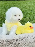 Tiny Blue Eye Boy 💙, a male Poodle - Toy  and Toy Australian Shepherd for sale in Pearson, GA – 6 of 10