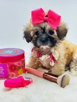 Tiny Girl 🎀, a female Shihpoo for sale in Pearson, GA – 8 of 9