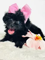Bella 🩷, a female Maltipoo for sale in Pearson, GA – 3 of 8