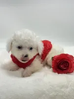 Snowball 💙, a male Poodle - Toy  and Toy Australian Shepherd for sale in Pearson, GA – 6 of 10