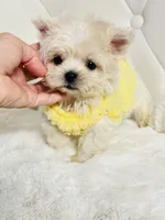 Harper 💙, a male Shihpoo for sale in Pearson, GA – 4 of 8