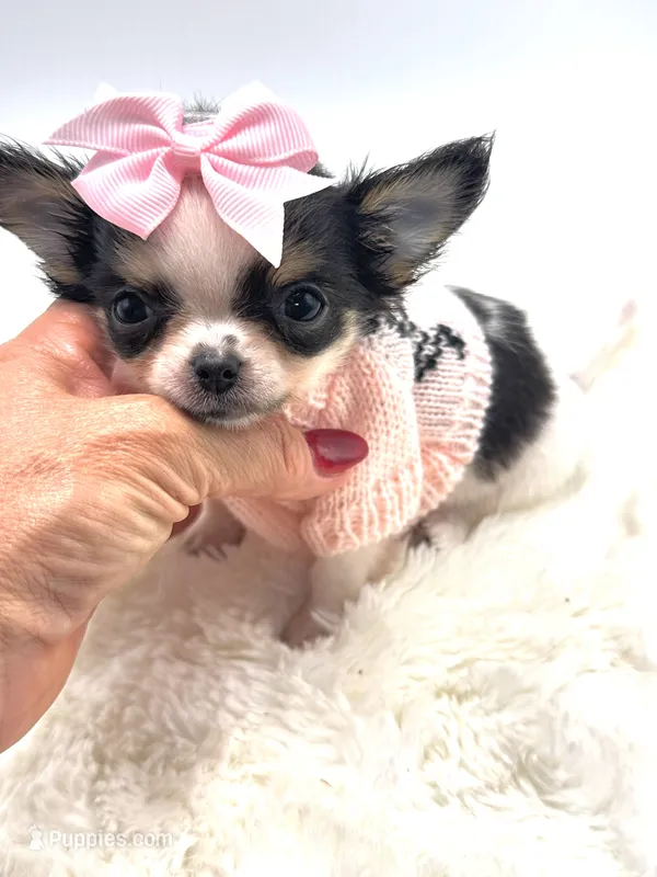 Micro Tiny girl 🎀 – Chihuahua puppy for sale in Pearson, GA