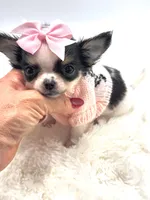 Going home to Kansas 🩷, a female Chihuahua for sale in Pearson, GA – 2 of 10