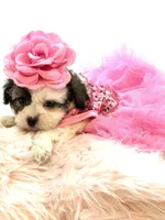 Shihpoo Girl 🩷, a female Shihpoo and Poodle - Toy  for sale in Pearson, GA – Photo 2 of 7