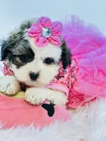 Shihpoo Girl 🩷, a female Shihpoo and Poodle - Toy  for sale in Pearson, GA – Photo 3 of 7