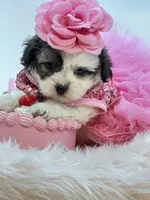 Shihpoo Girl 🩷, a female Shihpoo and Poodle - Toy  for sale in Pearson, GA – Photo 6 of 7