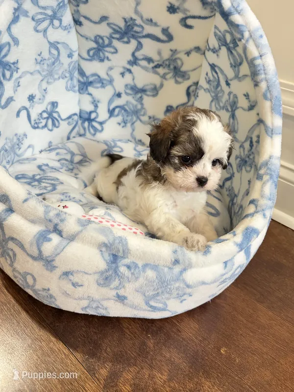 Shihpoo Girl 🩷 – Shihpoo, Poodle - Toy  puppy for sale in Pearson, GA