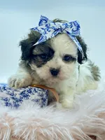 Shihpoo Girl 🩷, a female Shihpoo and Poodle - Toy  for sale in Pearson, GA – Photo 5 of 7