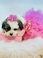 Shihpoo Girl 🩷, a female Shihpoo and Poodle - Toy  for sale in Pearson, GA – Photo 4 of 7