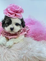 Shihpoo Girl 🩷, a female Shihpoo and Poodle - Toy  for sale in Pearson, GA – Photo 7 of 7