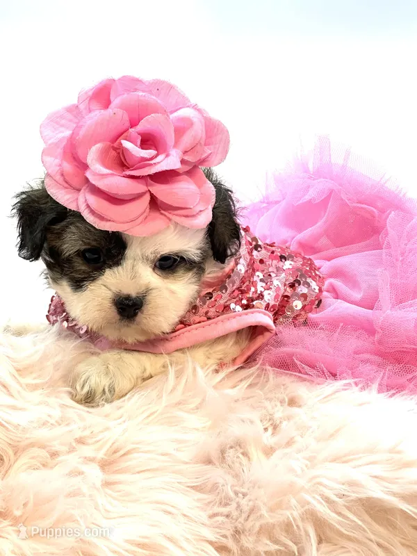 Shihpoo Girl 🩷 – Shihpoo, Poodle - Toy  puppy for sale in Pearson, GA