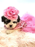 Shihpoo Girl 🩷, a female Shihpoo and Poodle - Toy  for sale in Pearson, GA – Photo 1 of 7