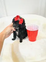 Tiny Toy Girl 🩷, a female Poodle - Toy  for sale in Pearson, GA – 5 of 10