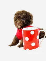 Teddy 🤎, a male Poodle - Toy  and Miniature Aussiedoodle for sale in Pearson, GA – 2 of 7