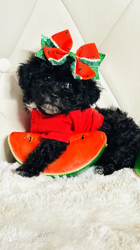 Yorkiepoo Girl 🩷 – Yorkipoo puppy for sale in Pearson, GA