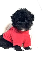 Oreo 💙, a male Yorkipoo for sale in Pearson, GA – 3 of 6
