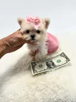 Super Tiny Girl 🎀, a female Shihpoo for sale in Pearson, GA – 7 of 8