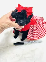 XX Tiny Girl 🎀, a female Poodle - Toy  for sale in Pearson, GA – 5 of 6