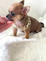 Tiny Bailey 💙, a male Chihuahua for sale in Pearson, GA – 4 of 4