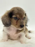 Bailey 💙, a male Miniature Dachshund for sale in Pearson, GA – 6 of 6
