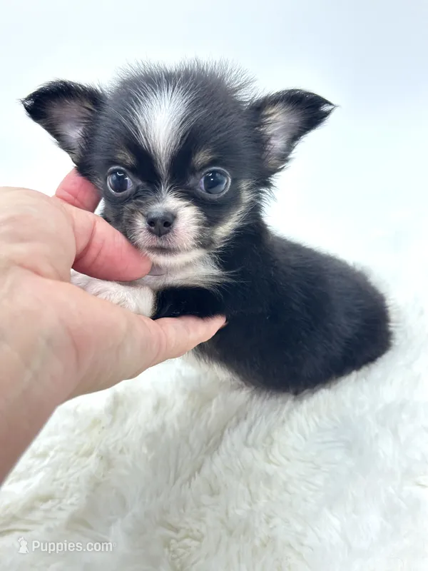 Micro Tiny long coat Boy 💙 – Chihuahua puppy for sale in Pearson, GA