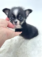 Micro Tiny long coat Boy 💙, a male Chihuahua for sale in Pearson, GA – 6 of 6