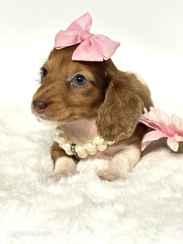 Bella Ray 🩷 – Miniature Dachshund puppy for sale in Pearson, GA