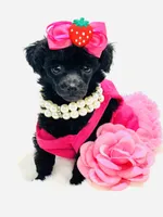 Super Tiny Lily Rae 🎀, a female Poodle - Toy  for sale in Pearson, GA – 4 of 6